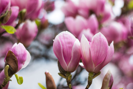 Beautiful magnolia blossom in a park, springの写真素材