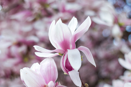 Beautiful magnolia blossom in a park, springの写真素材