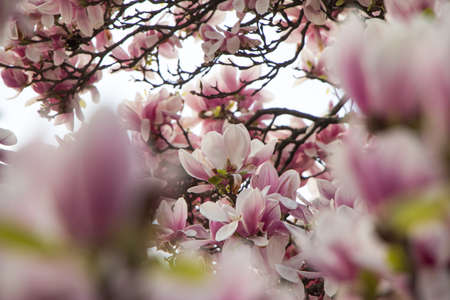 Beautiful magnolia blossom in a park, springの写真素材