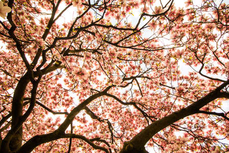 Beautiful magnolia tree in a park, springの写真素材