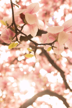 Beautiful magnolia blossom in a park, springの写真素材