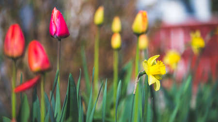 Beautiful spring time flower scenery with colorful blossoms and tulipsの写真素材