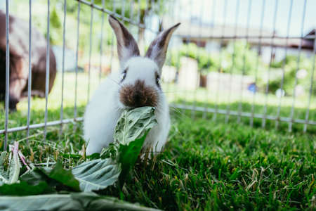 Cute little bunny eats salad in an outdoor compound. Green grass, spring time.の写真素材