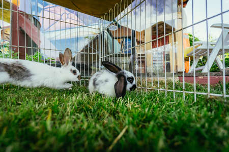 Little bunny is sitting in an outdoor compound. Green grass, spring time.の写真素材