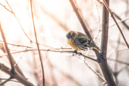 Bird is sitting on a tree branch in the winterの写真素材