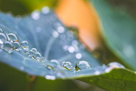 Close up of water drops on green leaf after rain. Freshness and environment.の写真素材