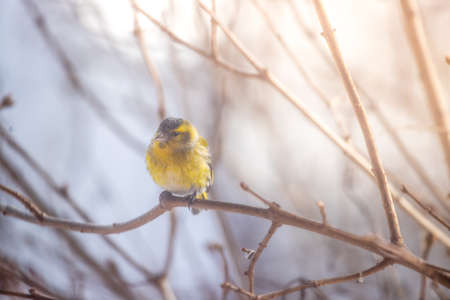 Bird is sitting on a tree branch in the winter