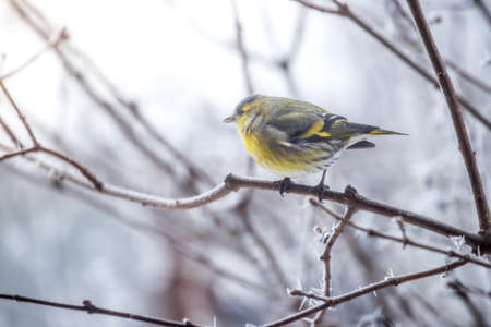 Bird is sitting on a tree branch in the winterの写真素材