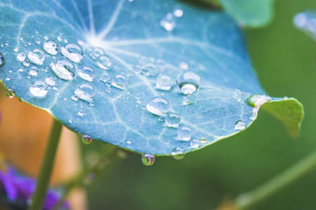 Close up of water drops on green leaf after rain. Freshness and environment.の写真素材