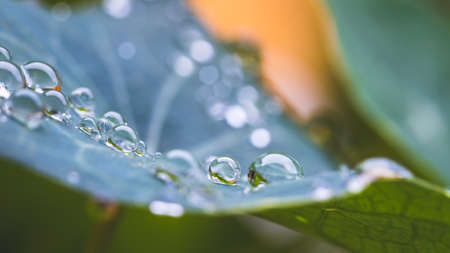 Close up of water drops on green leaf after rain. Freshness and environment.の写真素材