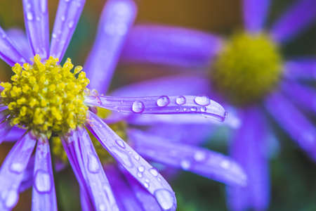 Close up of purple blossom with fresh waterdropsの写真素材