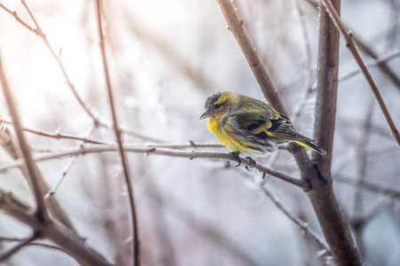 Bird is sitting on a tree branch in the winterの写真素材