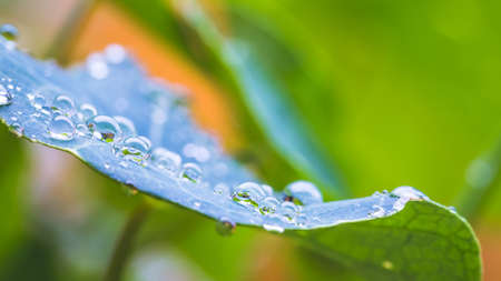 Close up of water drops on green leaf after rain. Freshness and environment.の写真素材