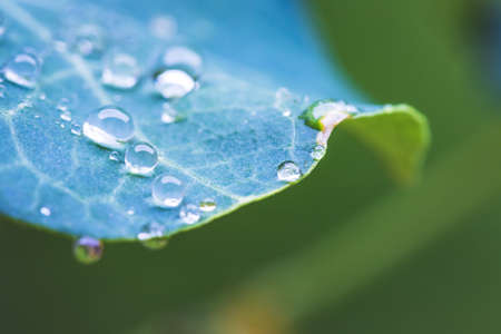 Close up of water drops on green leaf after rain. Freshness and environment.の写真素材