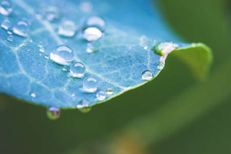 Close up of water drops on green leaf after rain. Freshness and environment.の写真素材