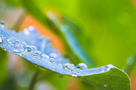 Close up of water drops on green leaf after rain. Freshness and environment.の写真素材