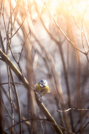 Colorful bird sitting on a branch, winterの写真素材