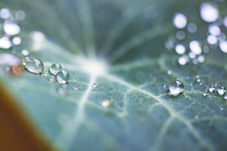 Close up of water drops on green leaf after rain. Freshness and environment.の写真素材