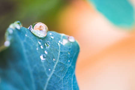 Close up of water drops on green leaf after rain. Freshness and environment.の写真素材