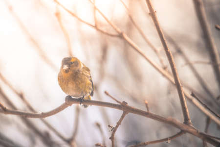 Bird is sitting on a tree branch in the winterの写真素材
