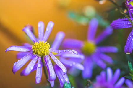 Close up of purple blossom with fresh waterdropsの写真素材