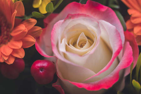 Close up of tender pink rose in a floral bouquetの写真素材