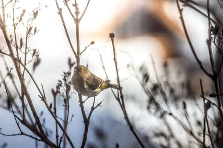 Bird is sitting on a tree branch in the winterの写真素材