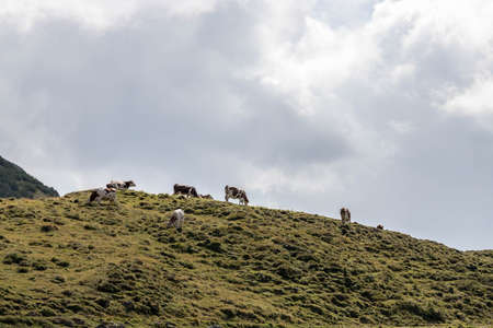 Cows are grazing in the alpine meadow, mountain chain in the backgroundの写真素材