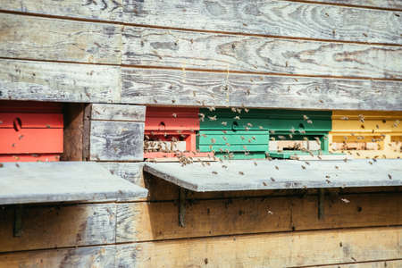 Bees are landing at the boards of a hive, spring timeの写真素材