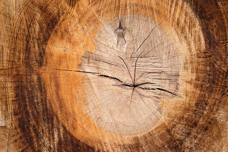 Texture of a wooden cut, brown rustic wood, closeupの写真素材