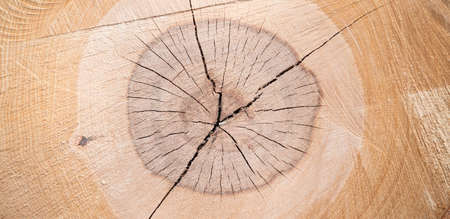 Texture of a wooden cut, brown rustic wood, closeupの写真素材
