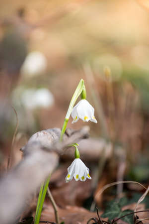 White snowdrop flowers on the ground, spring time, text spaceの写真素材