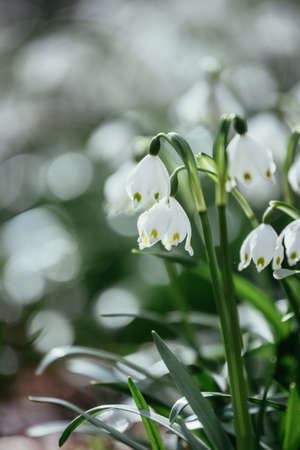 Beautiful white snowdrop flowers with blurry background, spring timeの写真素材
