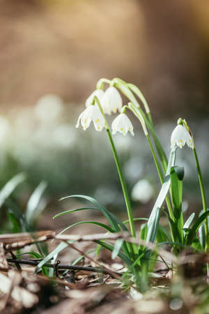 Beautiful white snowdrop flowers with blurry background, spring time