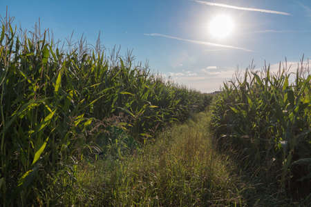 Grain growing on a field, blue sky and sunshineの写真素材