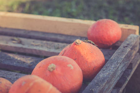 Orange pumpkins harvest in the autumn; pumpkins on wooden planksの写真素材