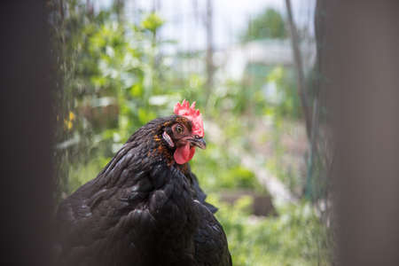 Head closeup of a chicken in the own gardenの写真素材