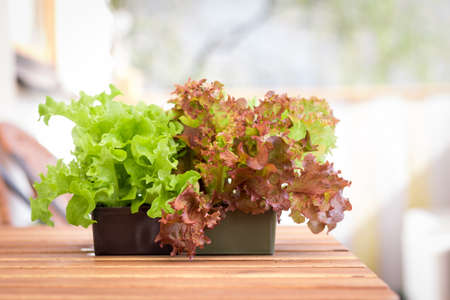 Green fresh vegetables in garden pottery on the own balcony, saladの写真素材