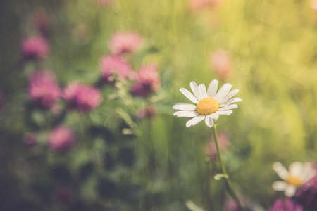 Cute fresh flowers in spring, colorful summer wildflowers meadowの写真素材