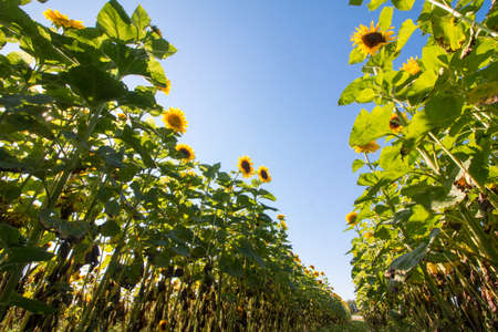 Field of blooming sunflower in the summer, blue skyの写真素材