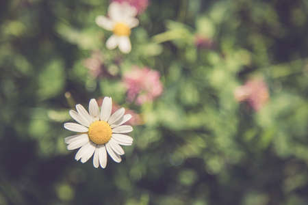 Cute fresh flowers in spring, colorful summer wildflowers meadowの写真素材
