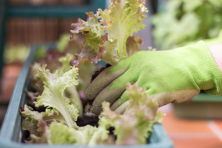 Woman with green work gloves is planting salad seedlings in her own garden, urban gardeningの写真素材