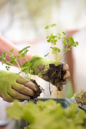 Woman with green work gloves is planting salad seedlings in her own garden, urban gardening