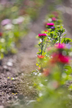 Close up of spring flowers on a field, agricultureの写真素材