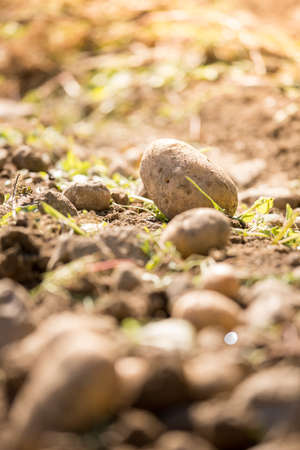 Close up of fresh potatoes on a farm, agriculture, blurry backgroundの写真素材