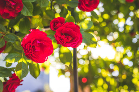 Close up picture of red roses in the own garden, spring timeの写真素材