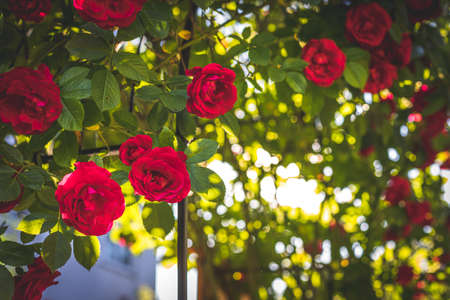 Close up picture of red roses in the own garden, spring timeの写真素材