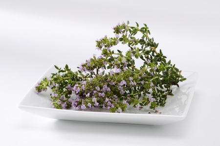 Thyme blossom leaves. Thymus vulgaris. Naturopathy. White Background.の写真素材