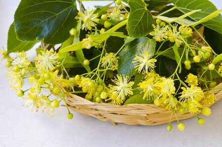 Alternative Medicine. Herbal Therapy. Lime blossom flowers in a basket. White background.の写真素材