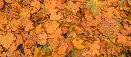 autumn leaves on the ground. background concept